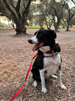 A black and white dog sitting on a dirt and leaf-covered ground in a park, with trees and a sunset in the background.