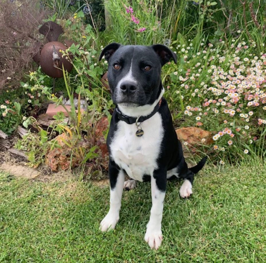 Training with purpose, helping dogs live their best best