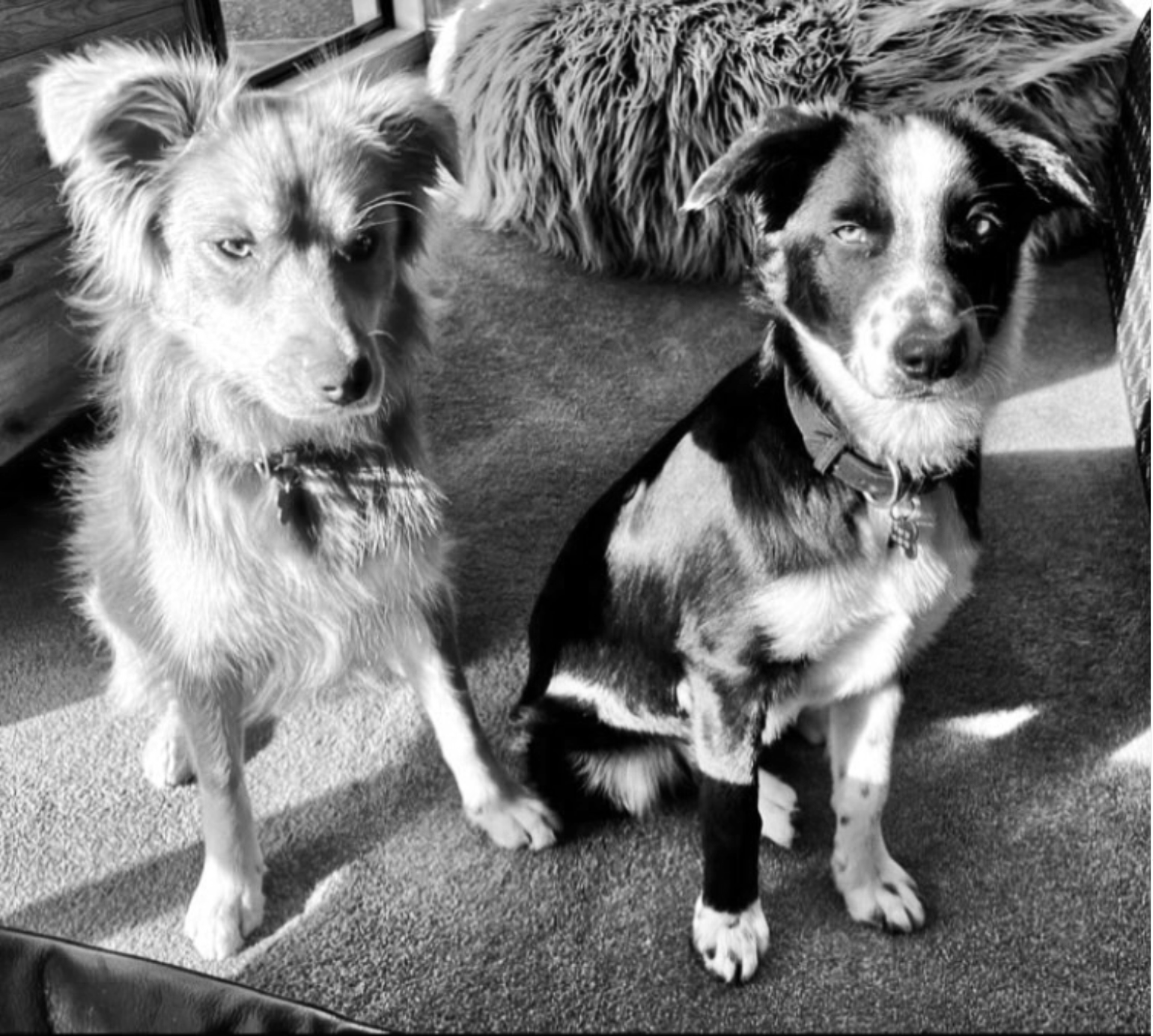 In-home dog training Horsham