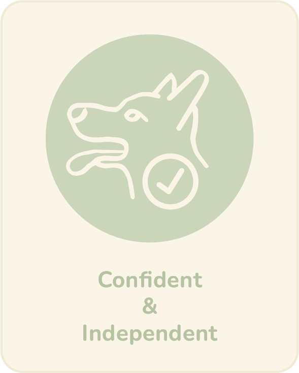 Confident and independent dogs