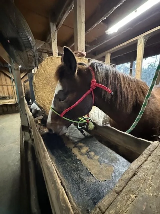 A brown and white horse wearing a red halter eating hay from a wooden feeding trough inside a barn.