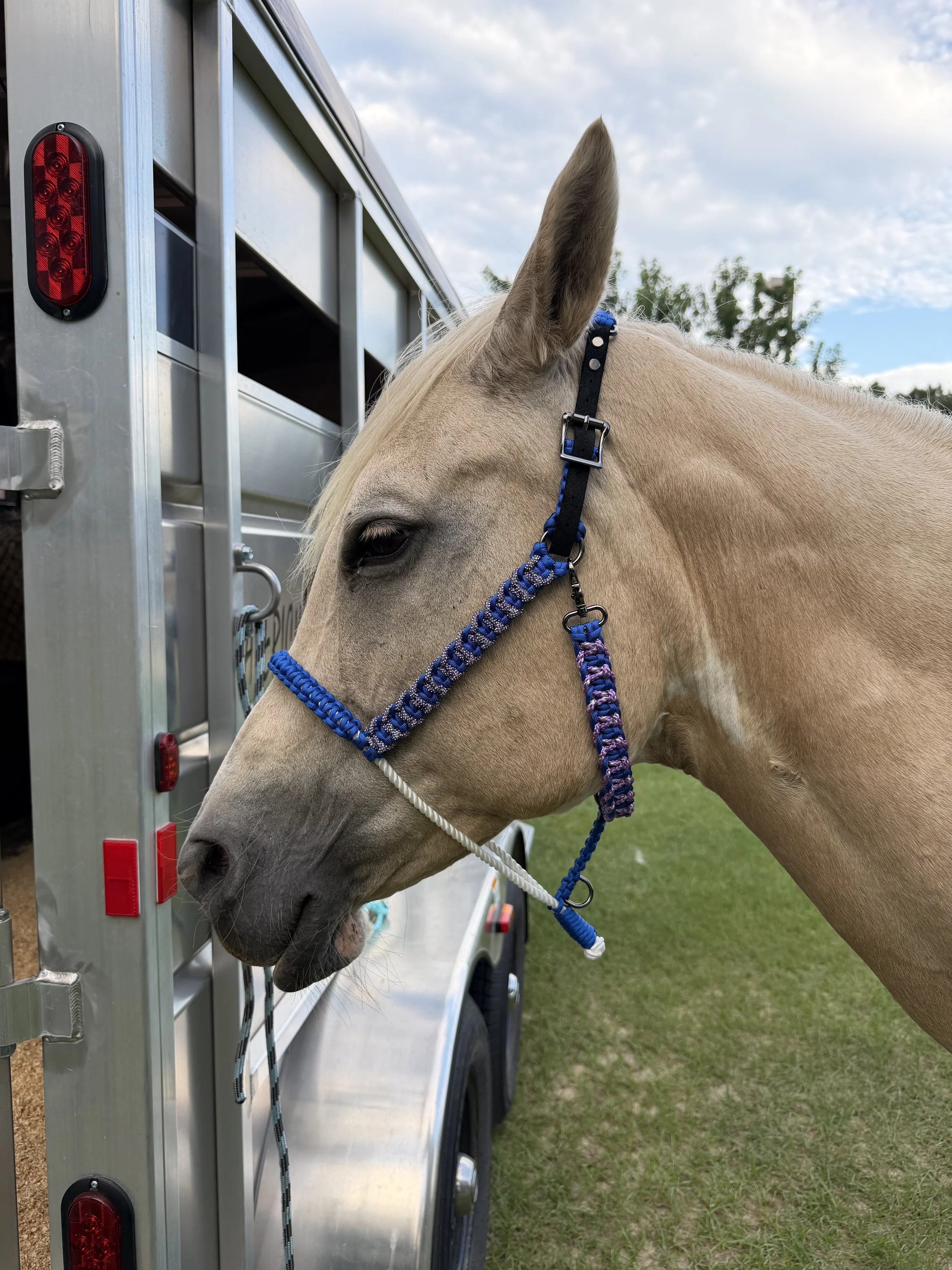A brown and white horse wearing a red halter eating hay from a wooden feeding trough inside a barn.
