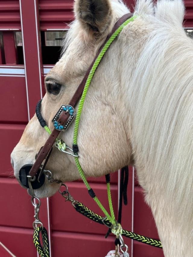Close-up of a white horse with a decorative bridle and green reins, standing in front of a red barn.
