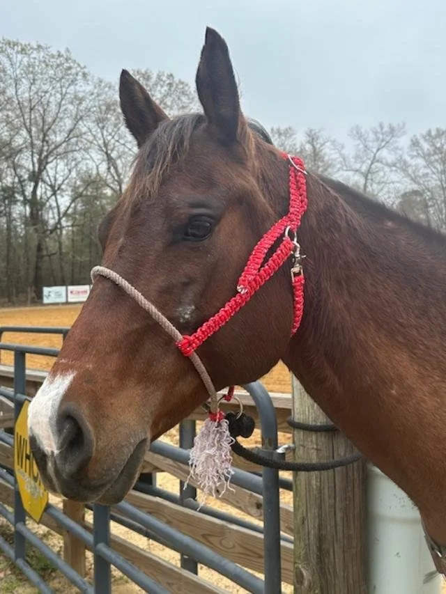 Close-up of a brown horse with a white marking on its nose, wearing a red halter and a rope noseband, standing near a wooden and metal fence outdoors.