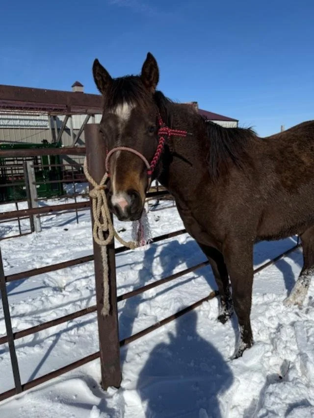 A brown and white horse with a halter stands on snow-covered ground behind a metal fence, under a clear blue sky.