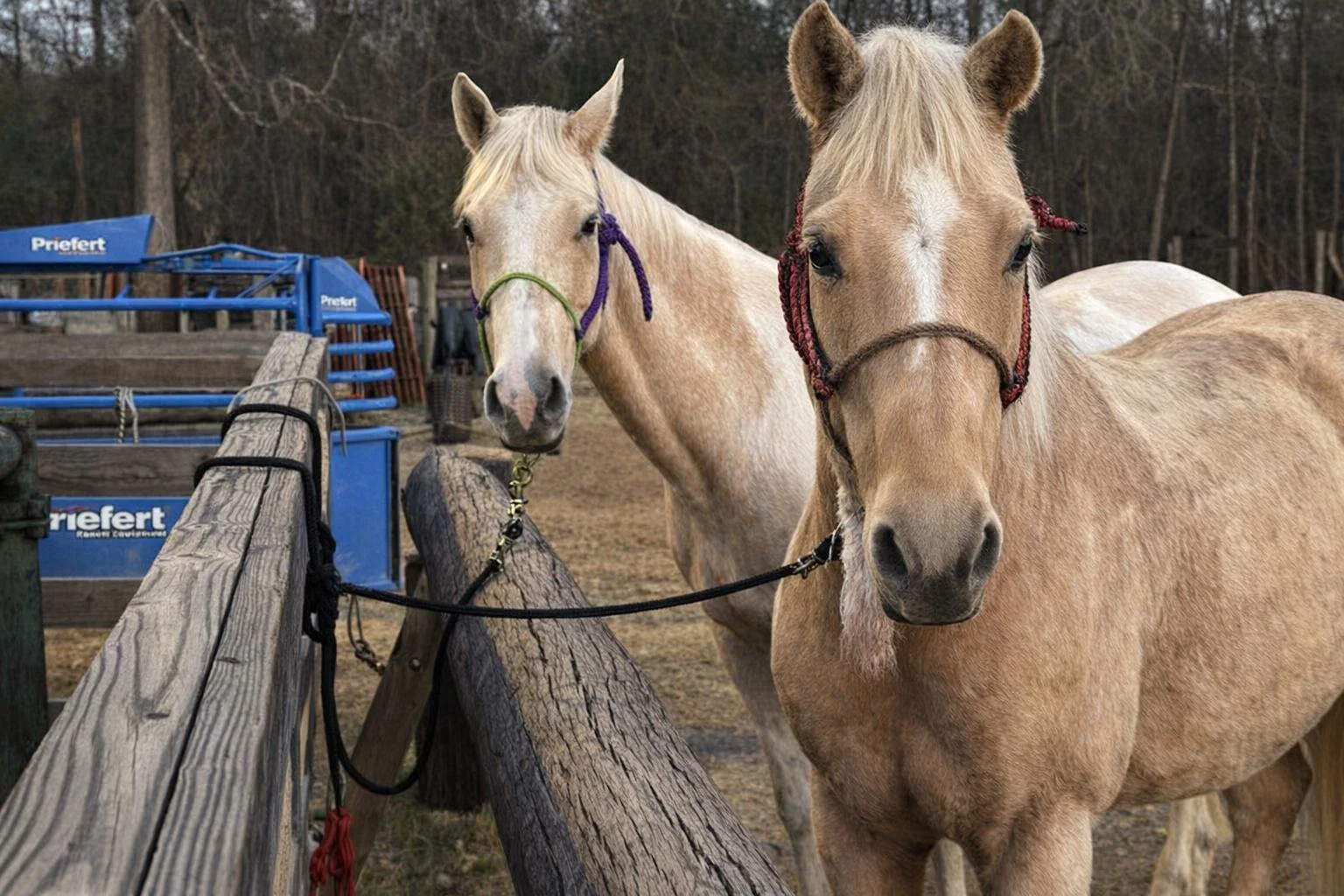Two horses standing behind a wooden fence in a farm or paddock area with trees in the background. One horse is light cream-colored with a purple halter, and the other is tan with a red halter.