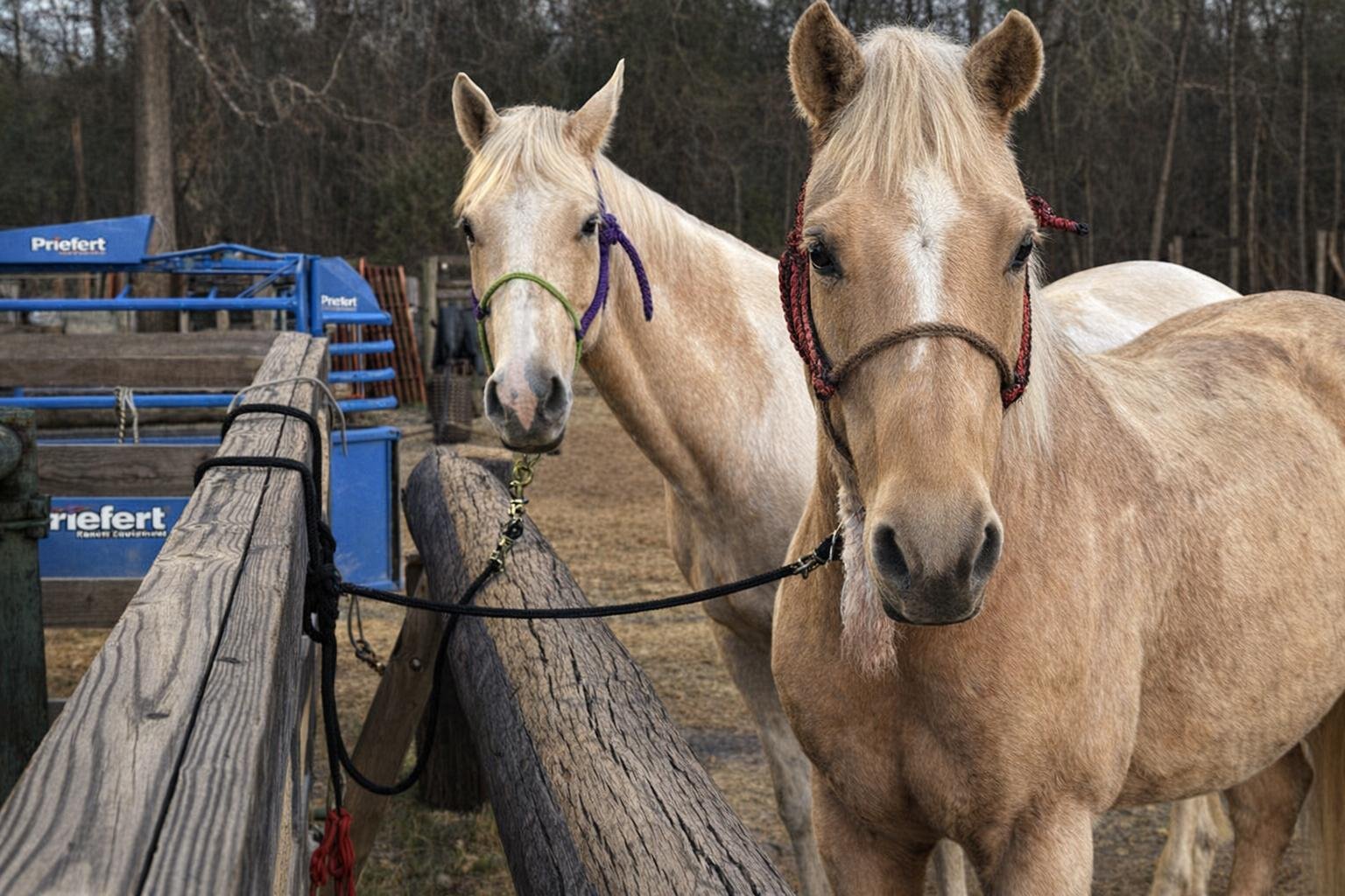 Two tan horses with braided manes standing behind a wooden fence on a farm, with trees in the background.