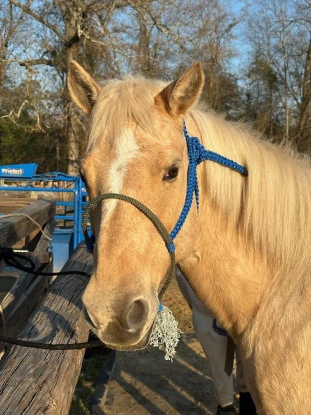 A palomino horse with a blue halter stands next to a wooden fence on a farm, with leafless trees and a clear blue sky in the background.