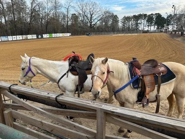 Two white horses with saddles and bridles standing behind a wooden fence at a dirt horse racing track, with leafless trees and a partly cloudy sky in the background.