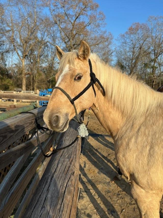 A light-colored horse with a black halter standing next to a wooden fence outdoors on a sunny day.