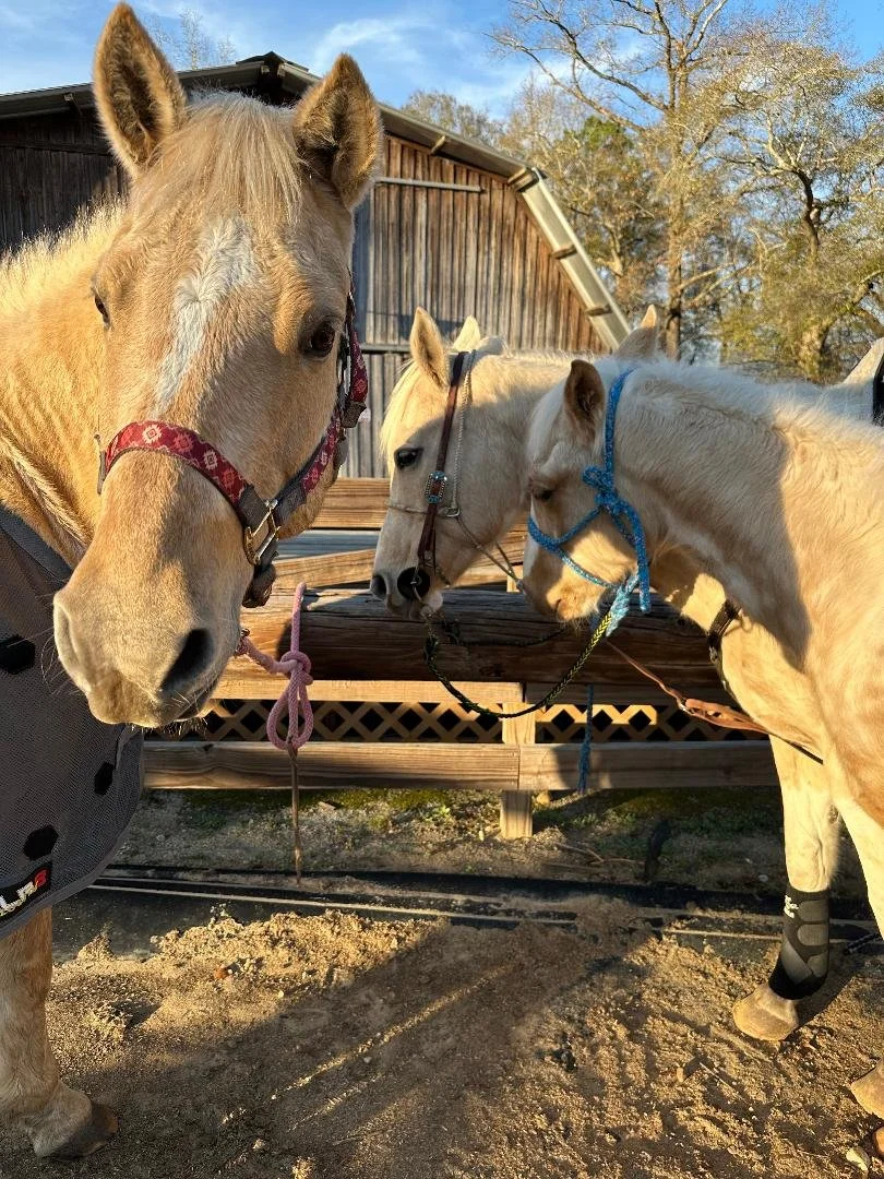 Three horses standing close together in a paddock, each wearing a halter, with a wooden barn and trees in the background.