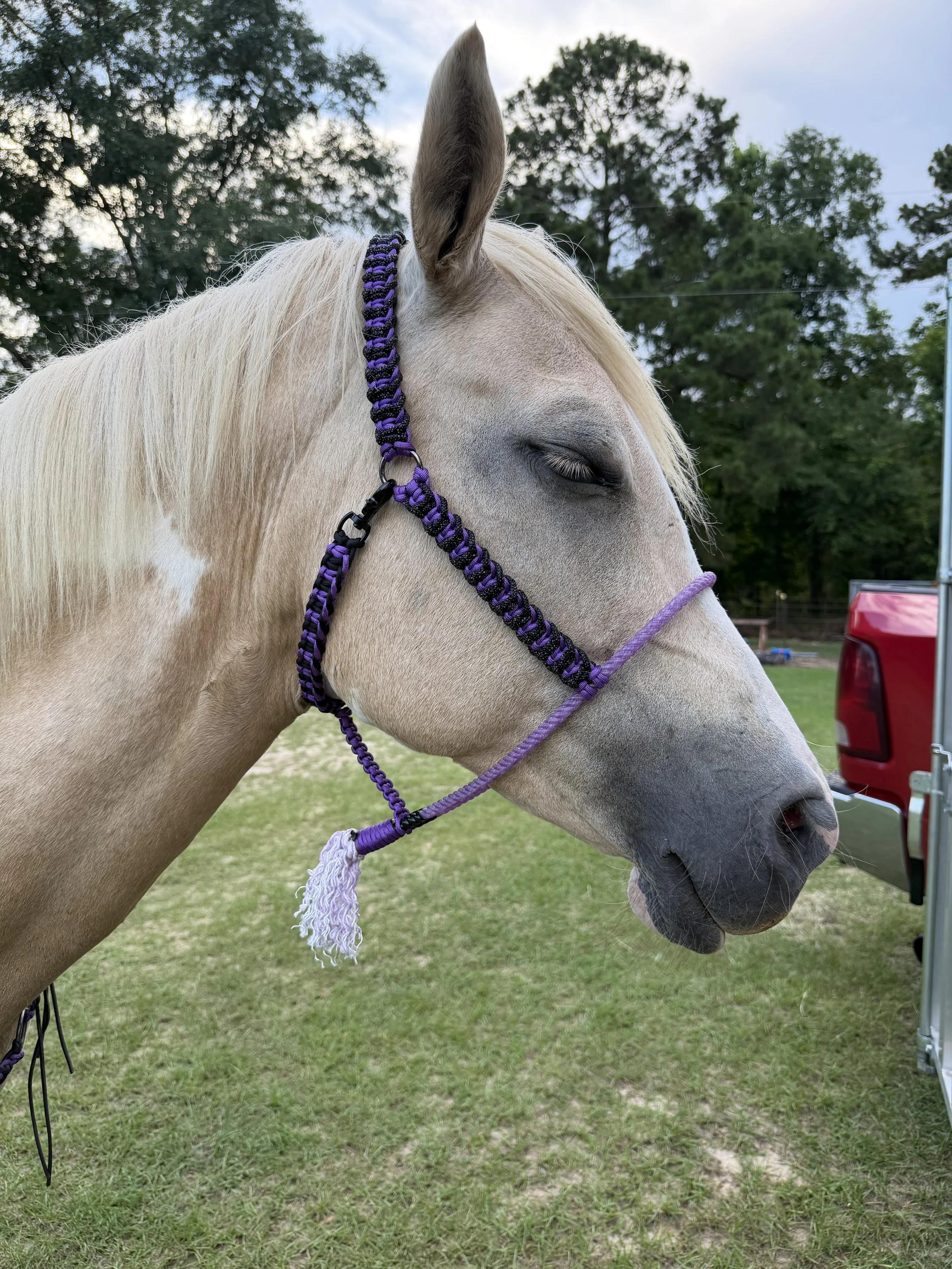 Close-up of a brown horse with a white marking on its nose, wearing a red halter and a rope noseband, standing near a wooden and metal fence outdoors.