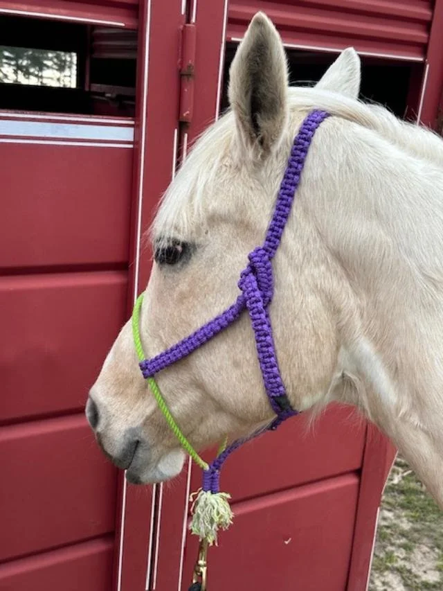 Close-up of a white horse wearing a purple and green halter with a knotted rope, standing in front of a red barn.