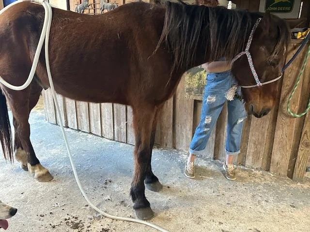 A brown horse tied to a wooden wall in a horse stable with a person standing beside it wearing ripped jeans and sneakers.