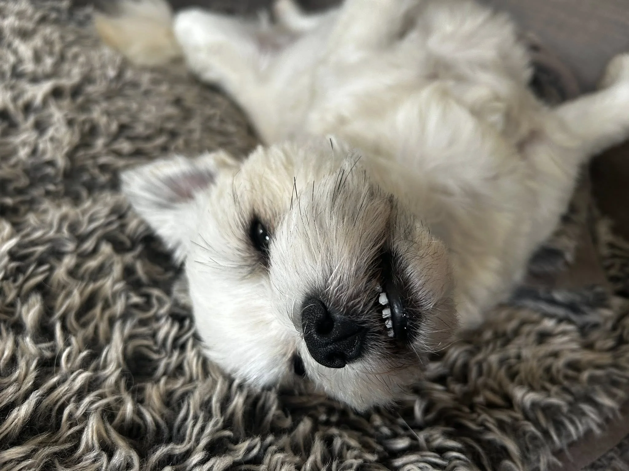 Millie & her teefies 