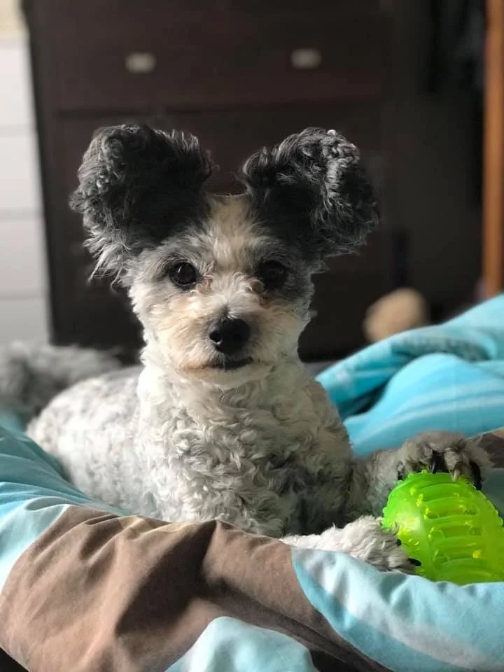 Bella Boo