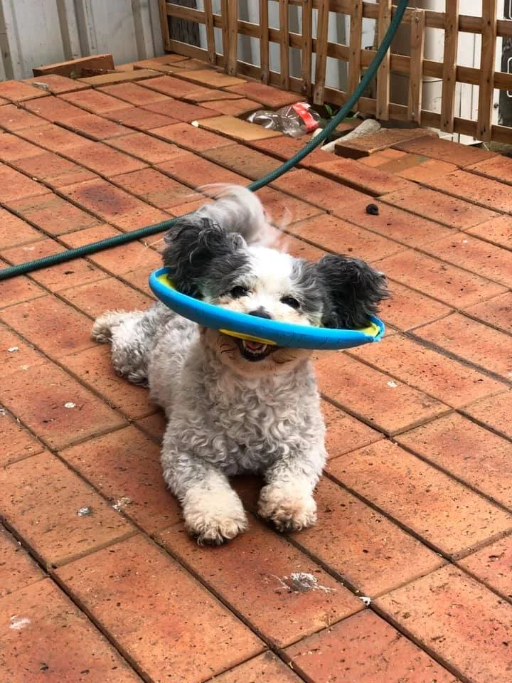Bella & the only way to carry her frisbee
