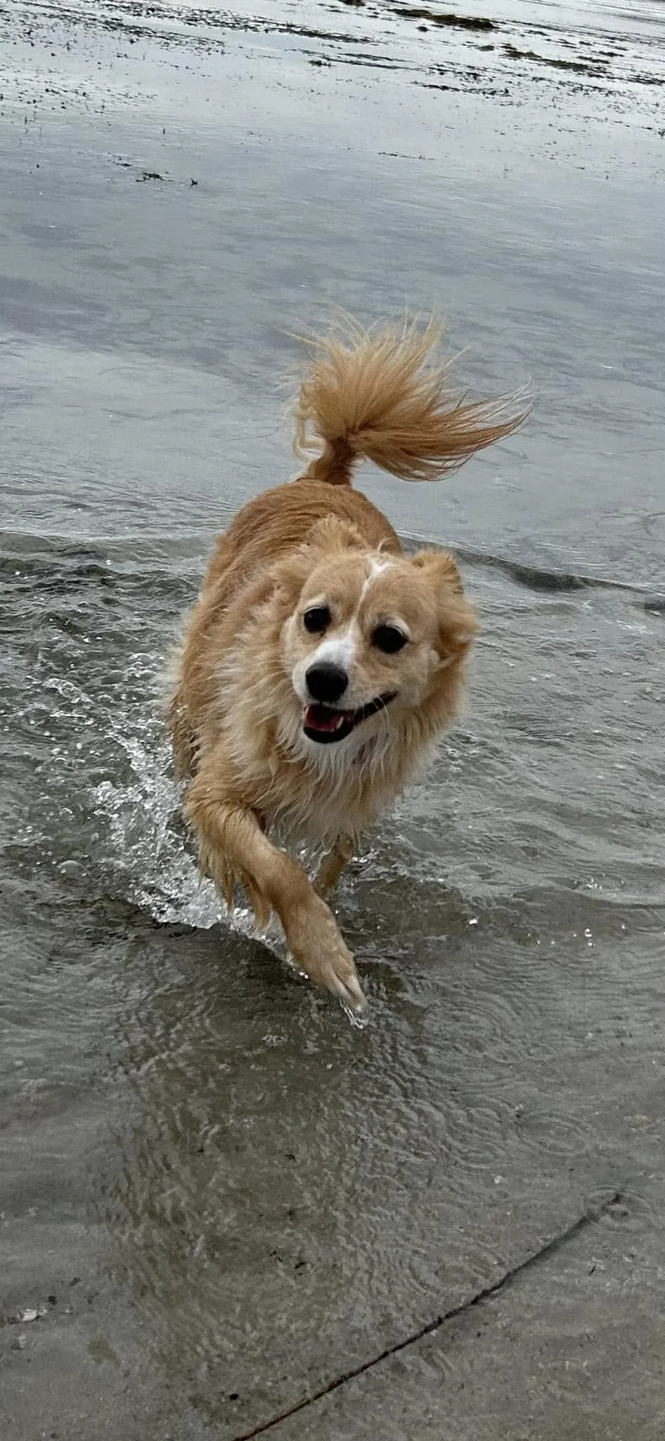 Mya - the water doggo 