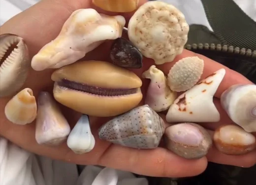 Hand holding a collection of various small seashells.