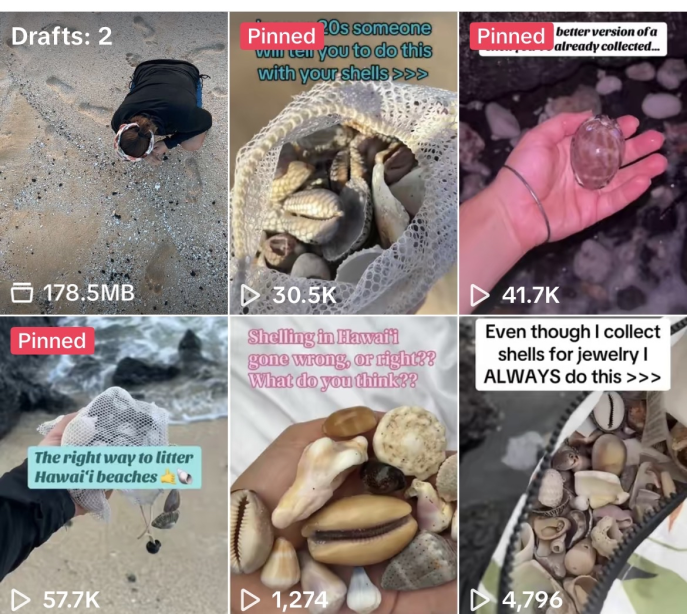 Six screenshots from TikTok videos depicting shell collection and litter cleanup on Hawaiian beaches. The videos show a person picking up shells or litter, close-up of shells in a hand, and text overlays discussing shell littering and collection.