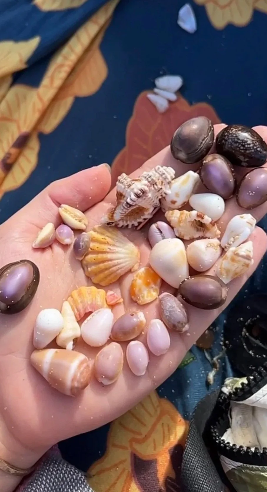 A hand holding a variety of seashells of different shapes, sizes, and colors, including white, lavender, brown, and orange shells, on a naval blue and floral patterned fabric background.