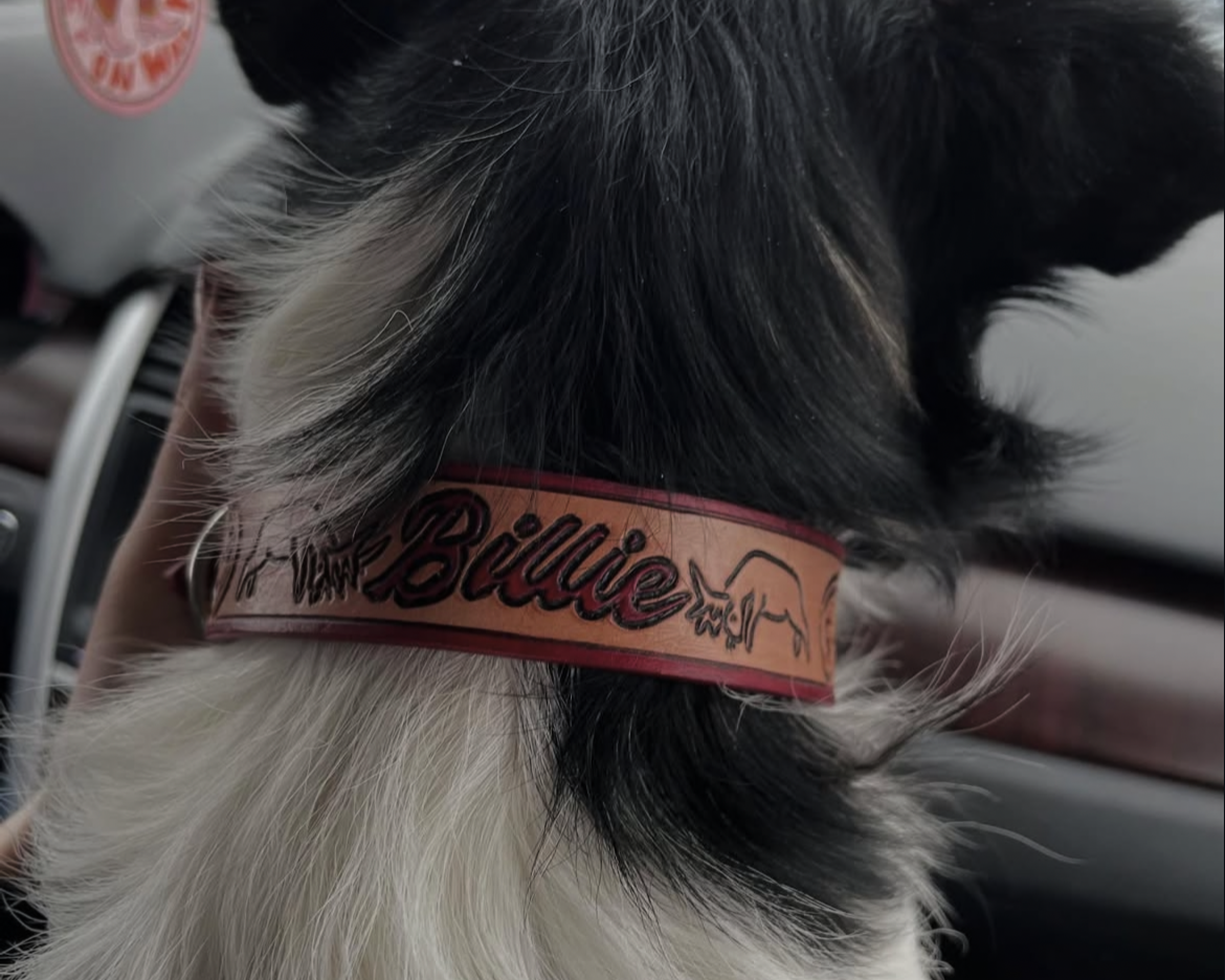 Close-up of a black and white dog wearing a leather collar with the name 'Billie'.