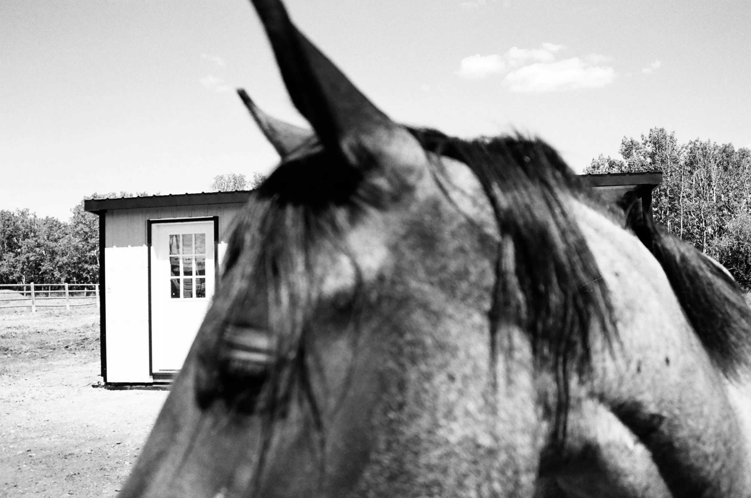 Close-up of a horse's head and neck outdoors with a small shed and trees in the background, black and white photograph.
