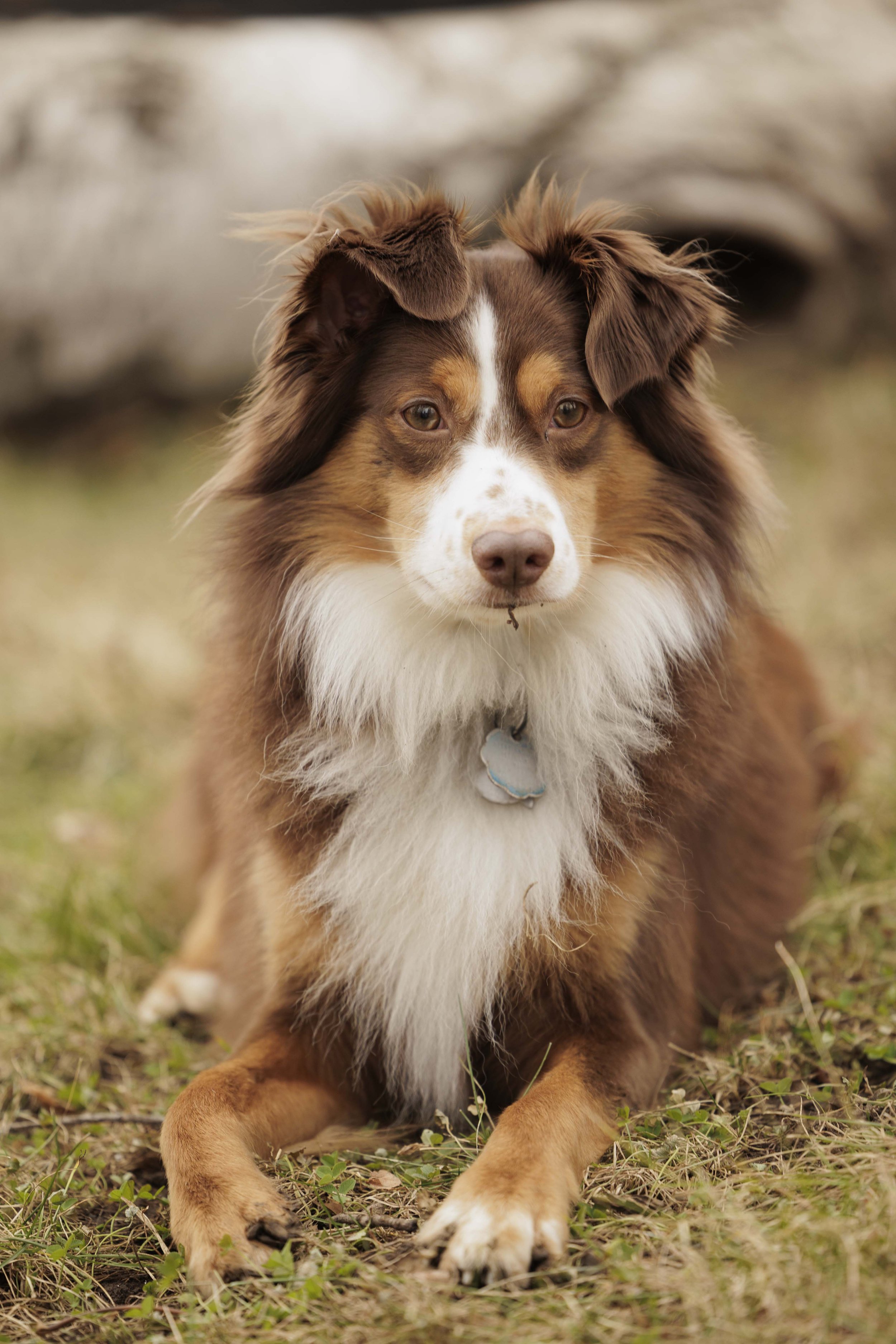 Mini Aussie Dog laying down during a summer day