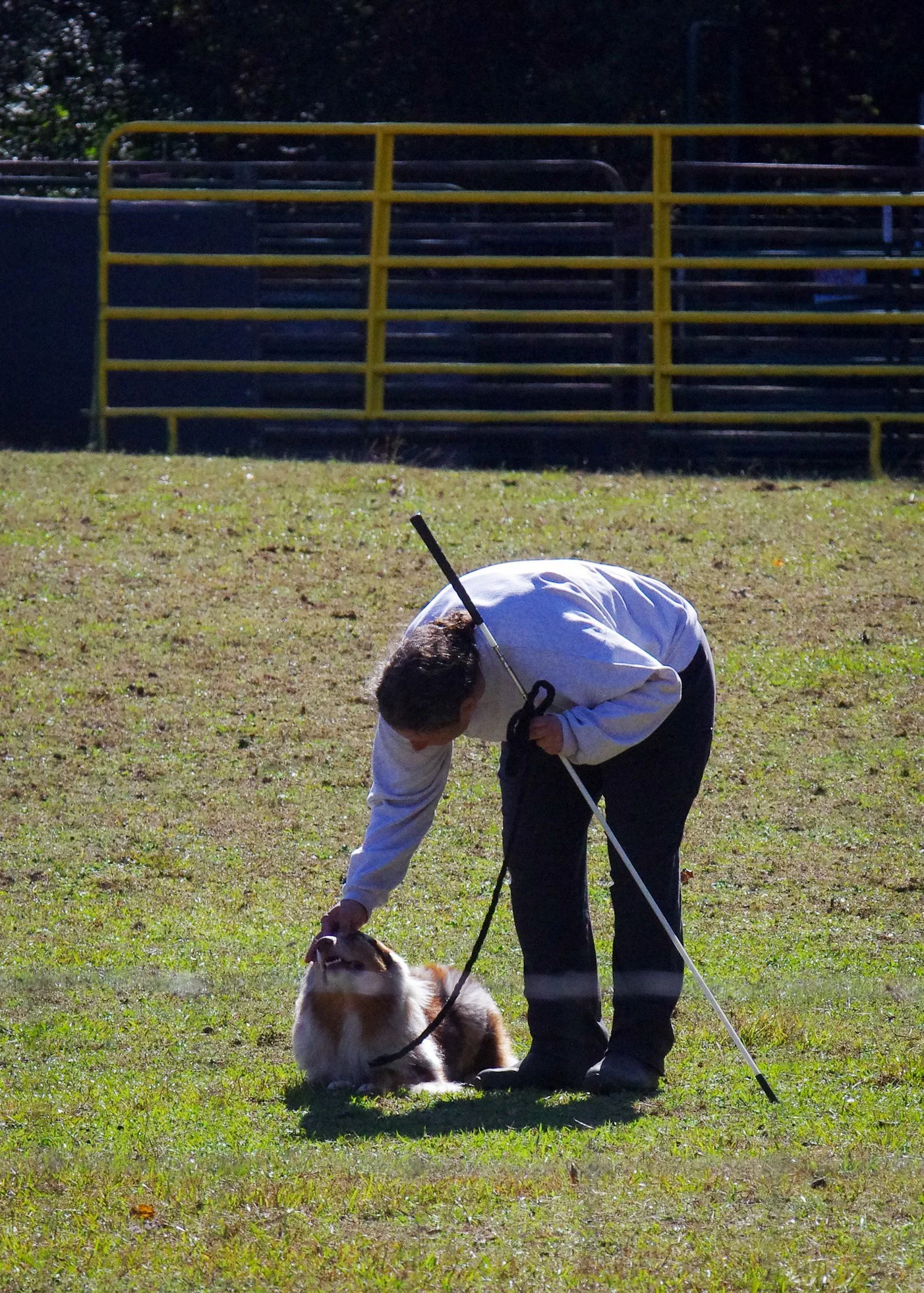A person bending down to pet a dog on a grassy field with a yellow metal fence in the background.