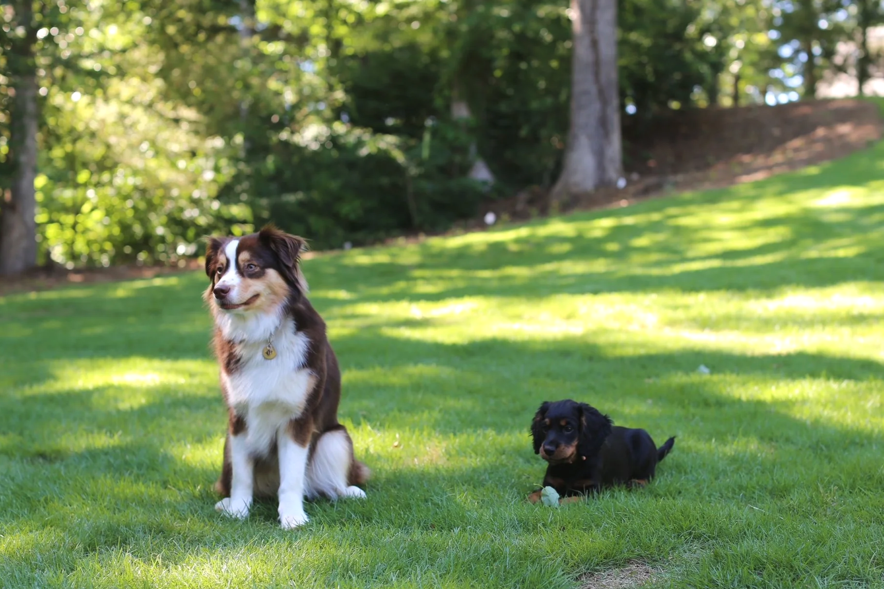 Two dogs, a young Australian Shepherd and a small black and tan puppy, sitting on a lush green lawn in a park with sunlight filtering through trees in the background.