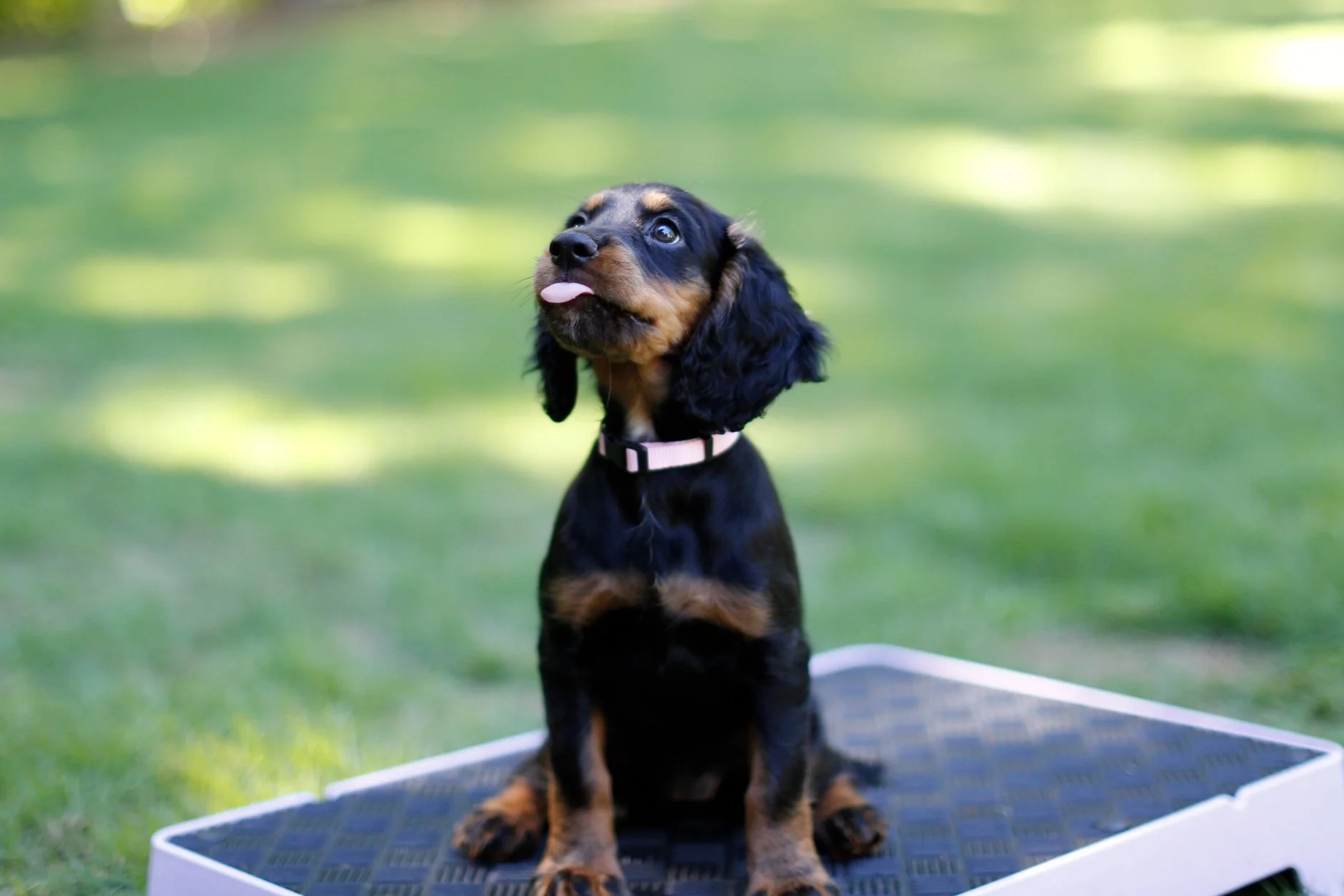 Adorable young black and tan puppy sitting on a grooming table outdoors with a blurred green background.