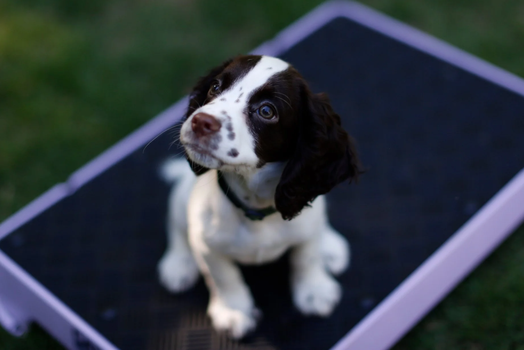A black and white dog with floppy ears looking upward, seated on a black pet bed with purple trim outdoors on grass.