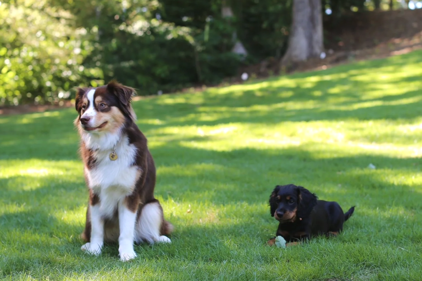Two dogs, a young Australian Shepherd and a small black and tan puppy, sitting on a lush green lawn in a park with sunlight filtering through trees in the background.