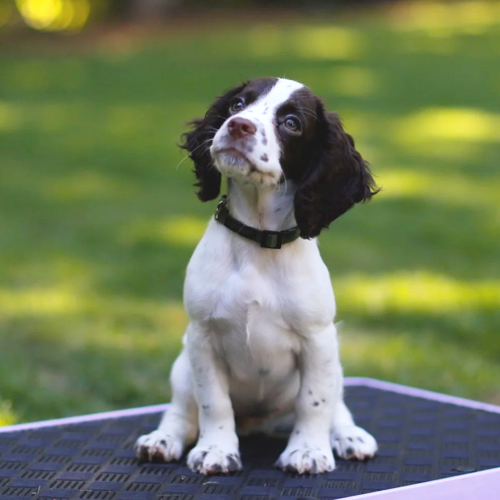 A black and white puppy with expressive eyes sitting outdoors on a sunny day.