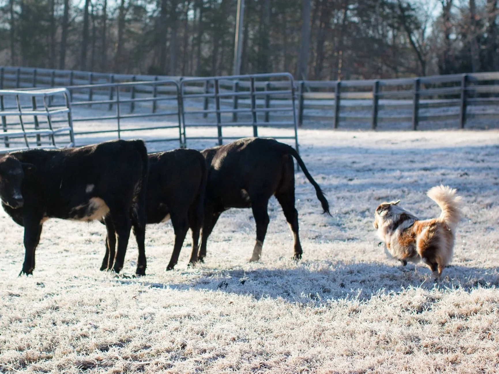 A small dog with tan and white fur running on snow-covered grass near three black cows and metal fencing in a rural farm setting during daytime.
