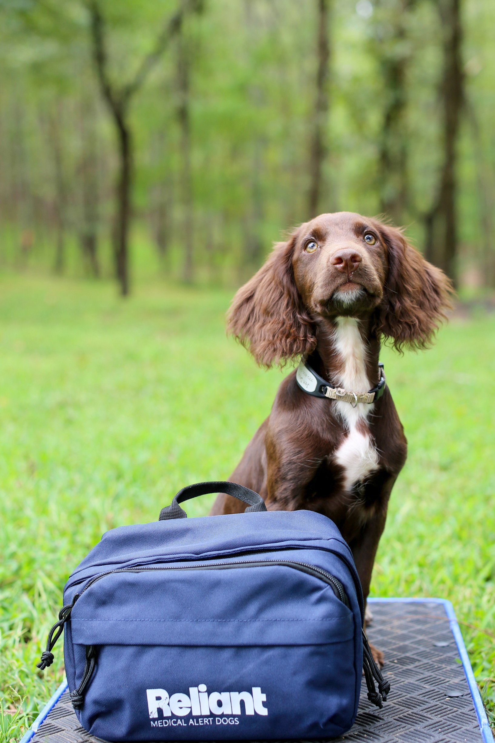 A brown dog with floppy ears and a white patch on its chest sitting on a black platform in a green forest, next to a blue backpack with the words "Reliant Medical Alert Dogs" printed on it.