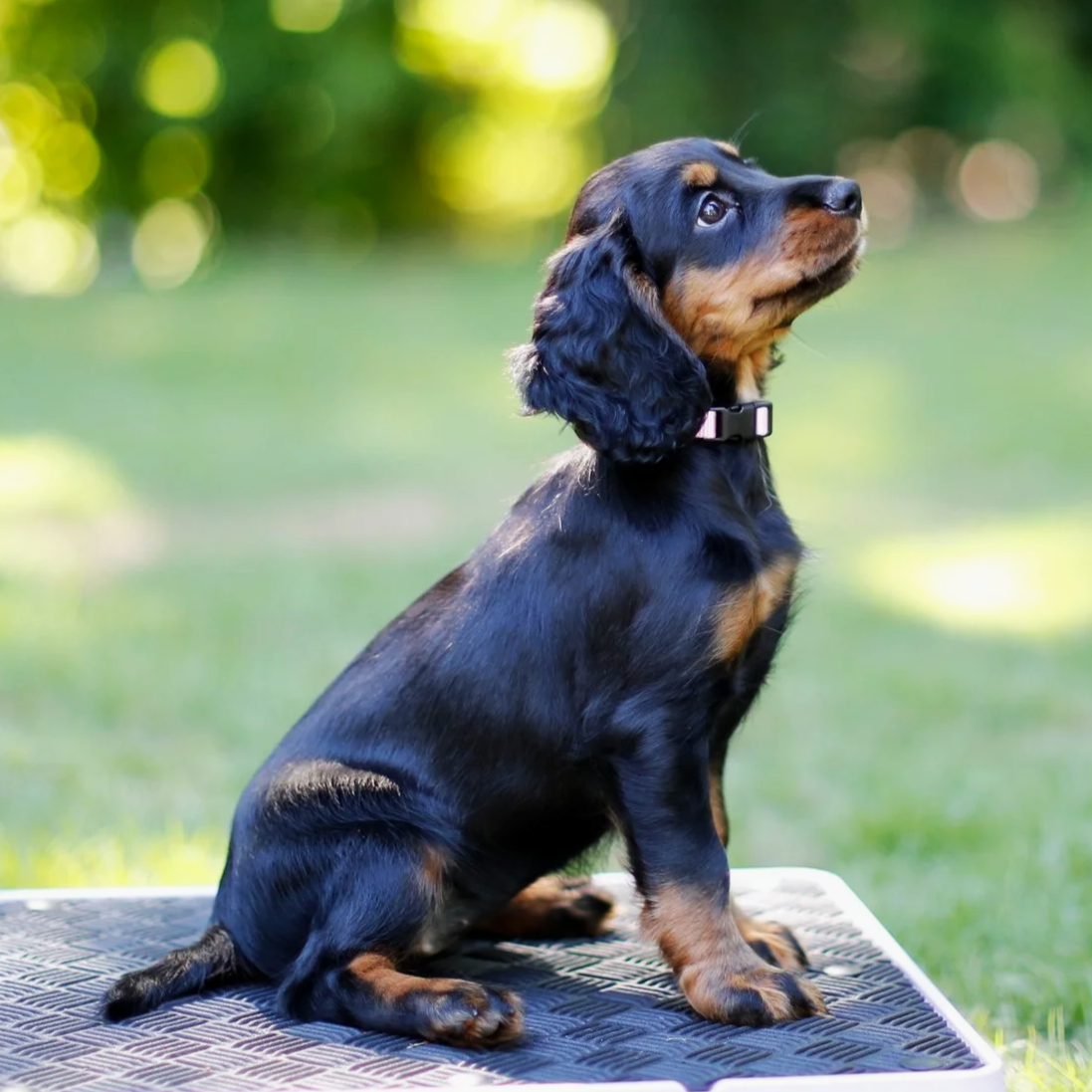 A black and tan puppy sitting outdoors on a textured mat, looking up with a curious expression, blurred green background.
