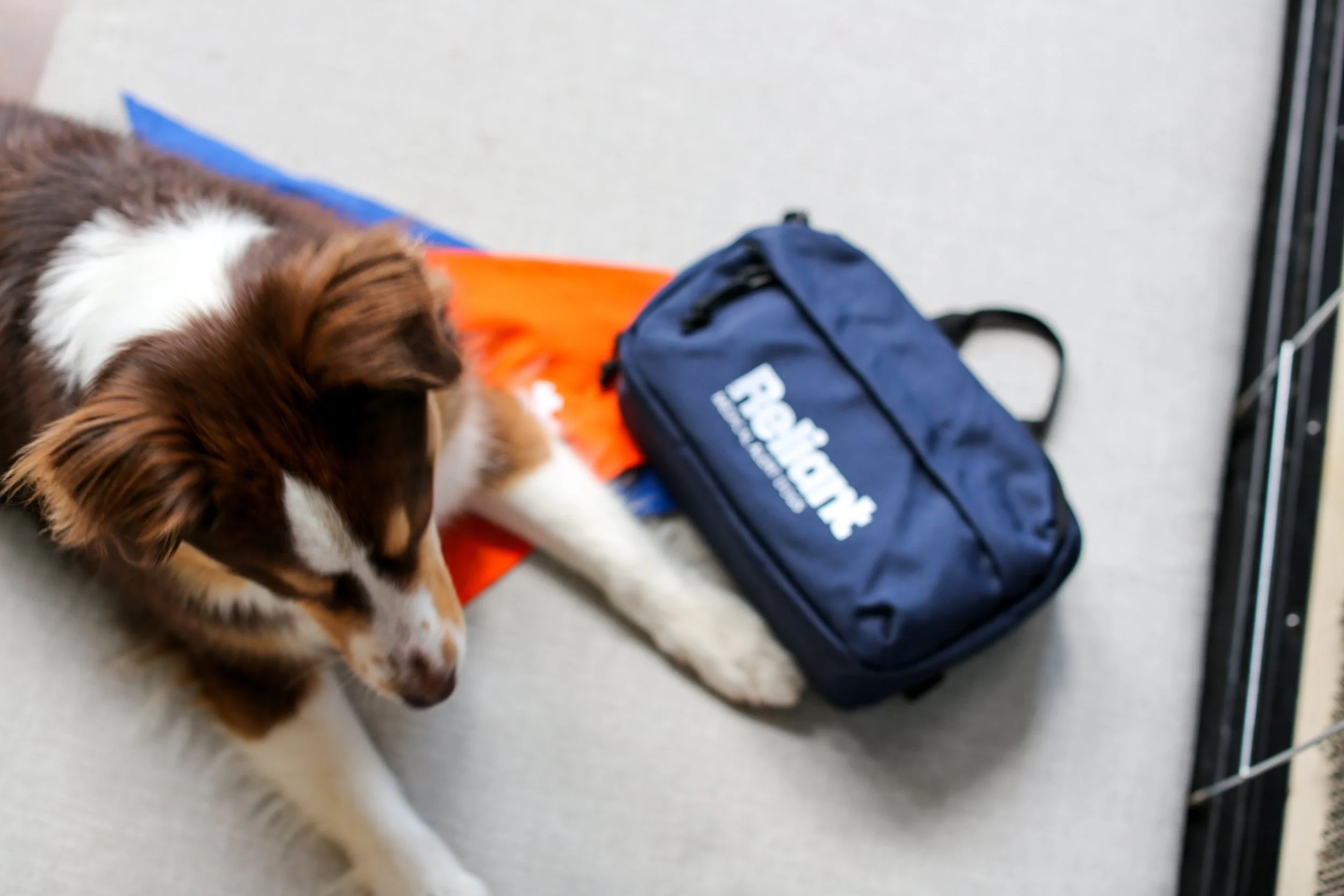 A brown and white dog lying on the floor near a blue bag and an orange object. The dog appears to be sniffing or licking the floor.