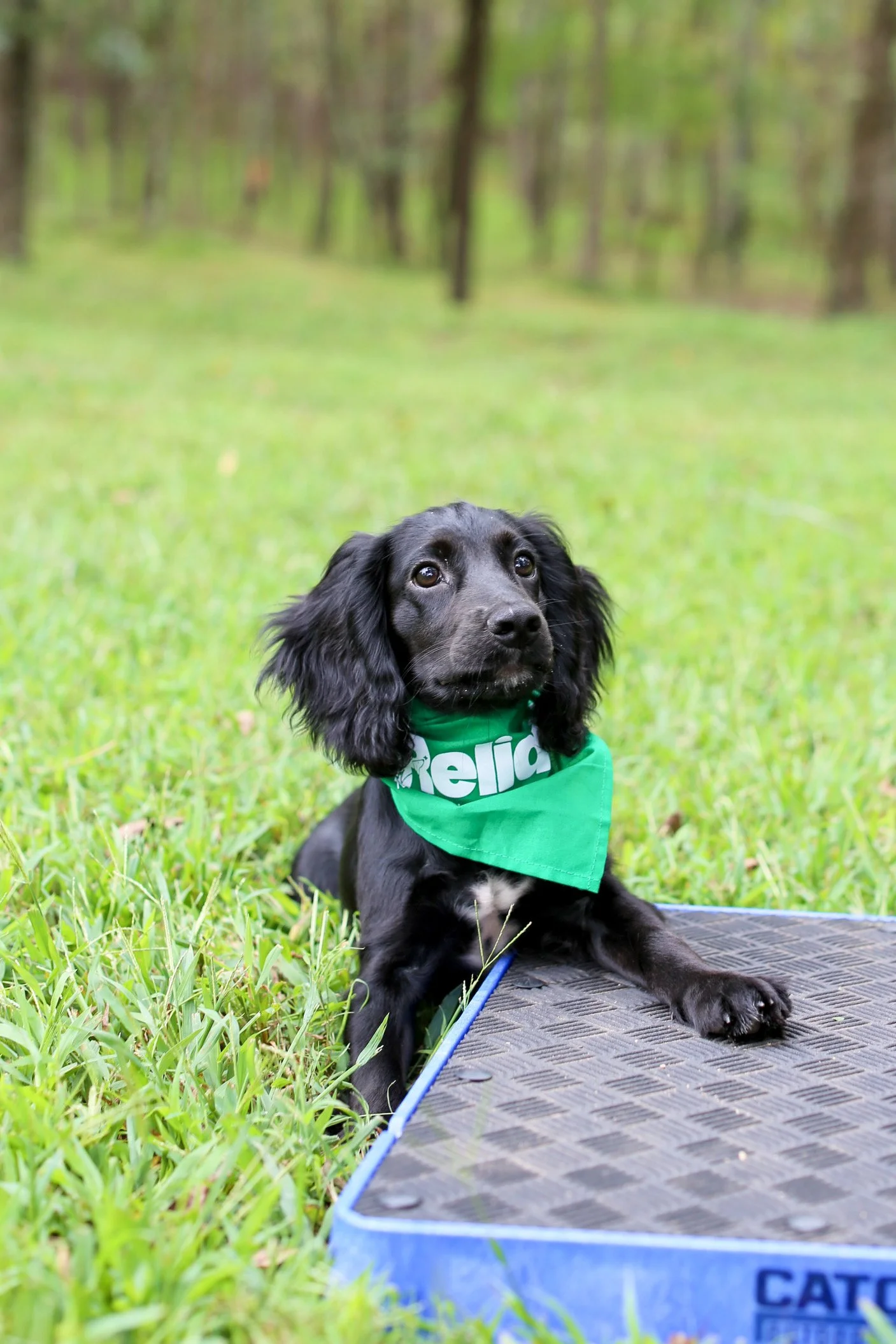 A black puppy with long ears and a green bandana sitting on a grassy field near a blue skateboard, in a wooded area.
