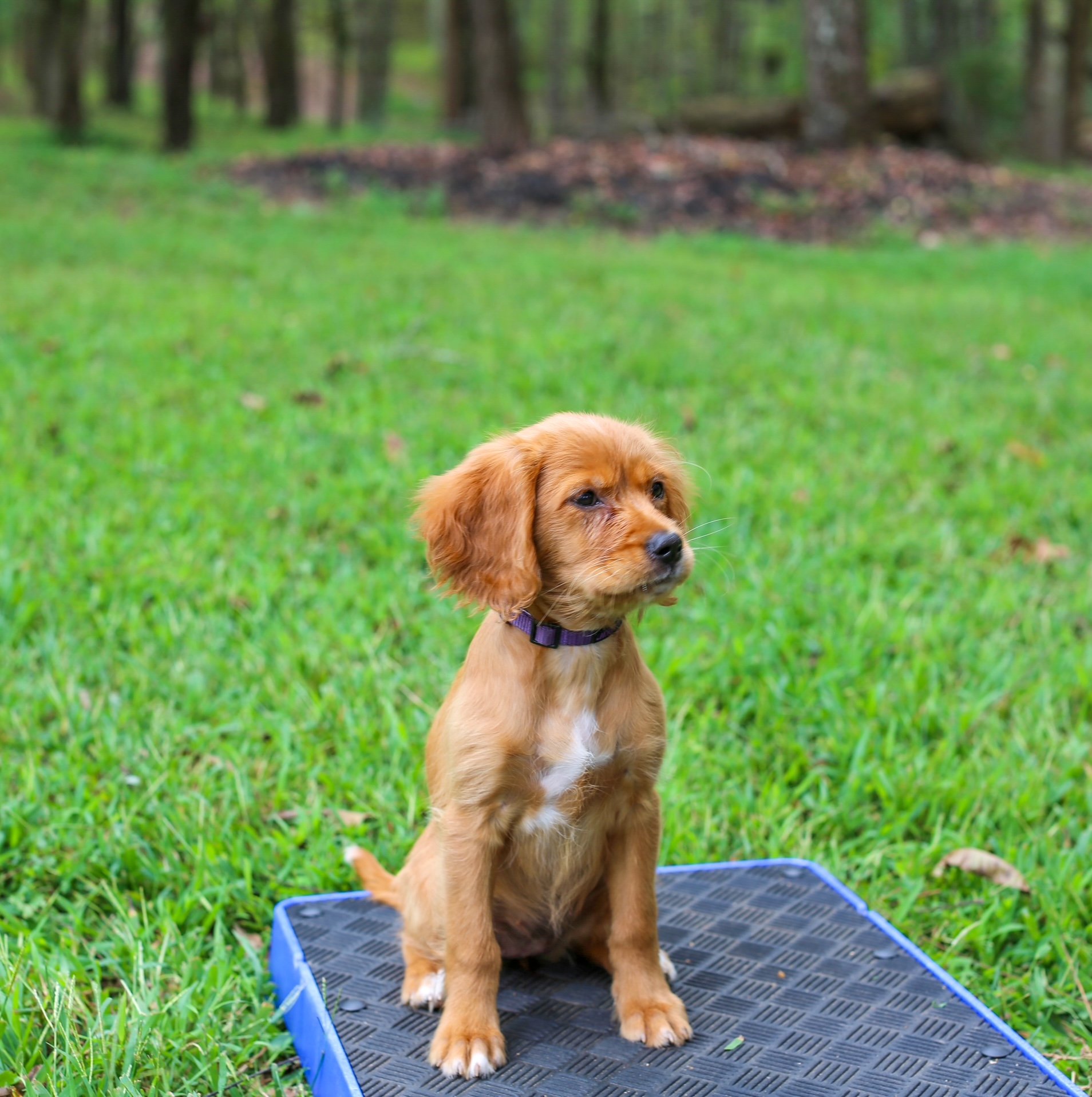 A brown puppy with floppy ears and a purple collar sitting on a black and blue textured mat in a grassy outdoor area with trees in the background.