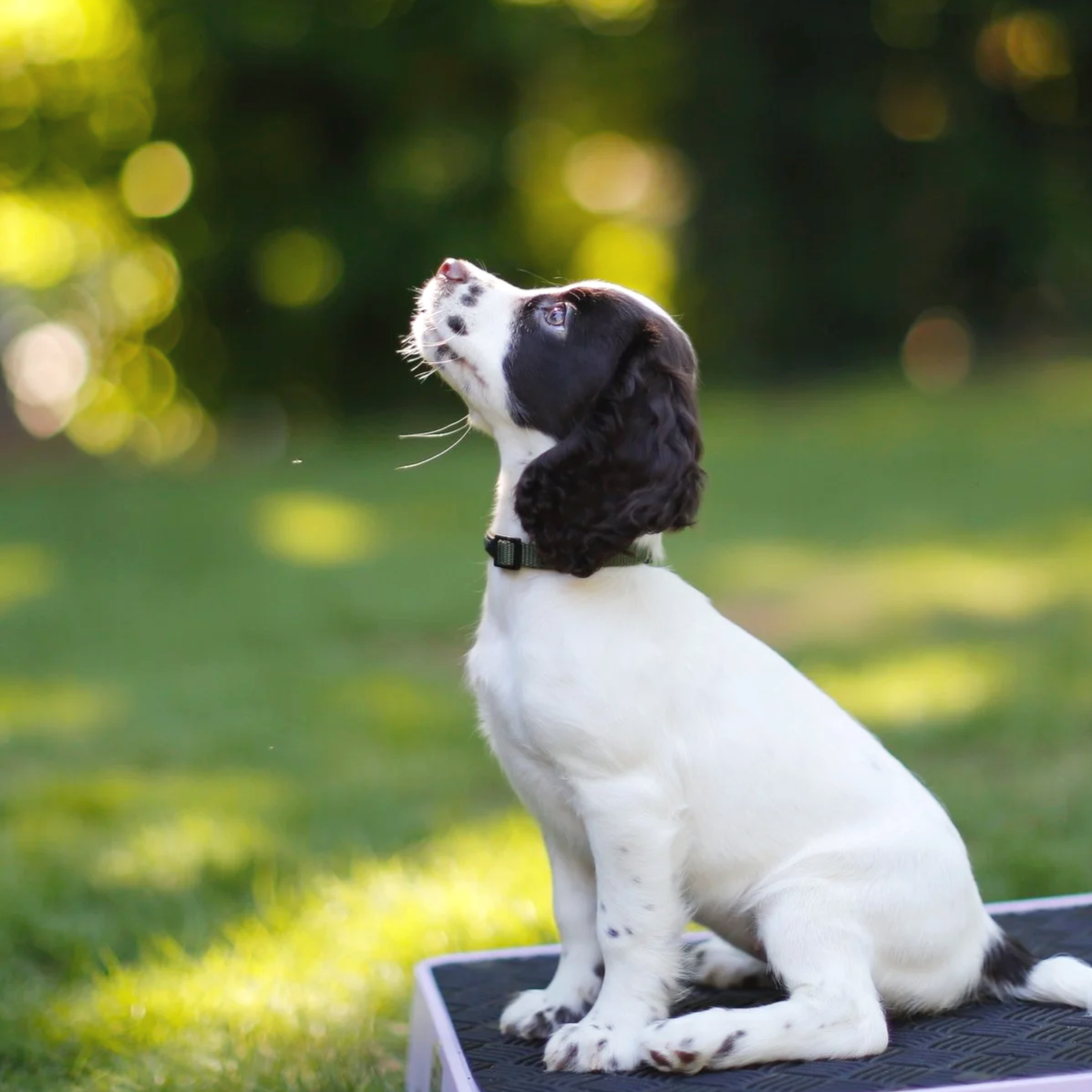 A dog with black and white fur sitting outdoors on a surface, looking upward with a blurred green background and sunlight filtering through trees.