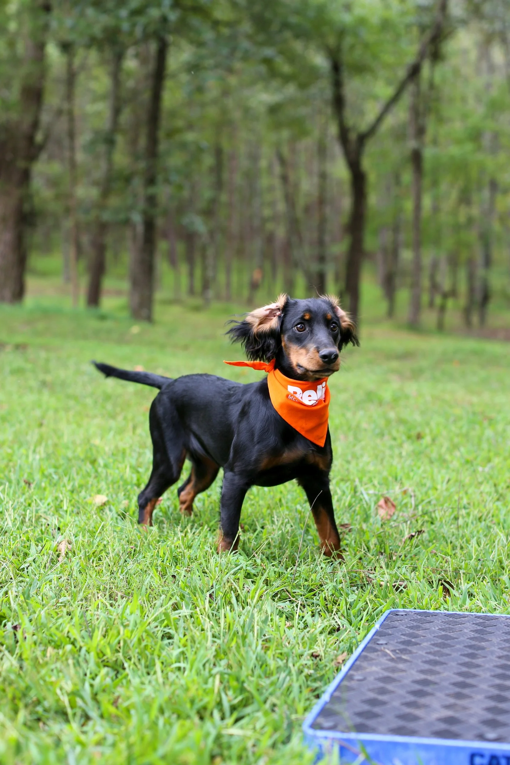 A black and tan dog with long ears and a bright orange bandana standing on grass in a wooded park. A blue hoverboard is visible in the foreground.