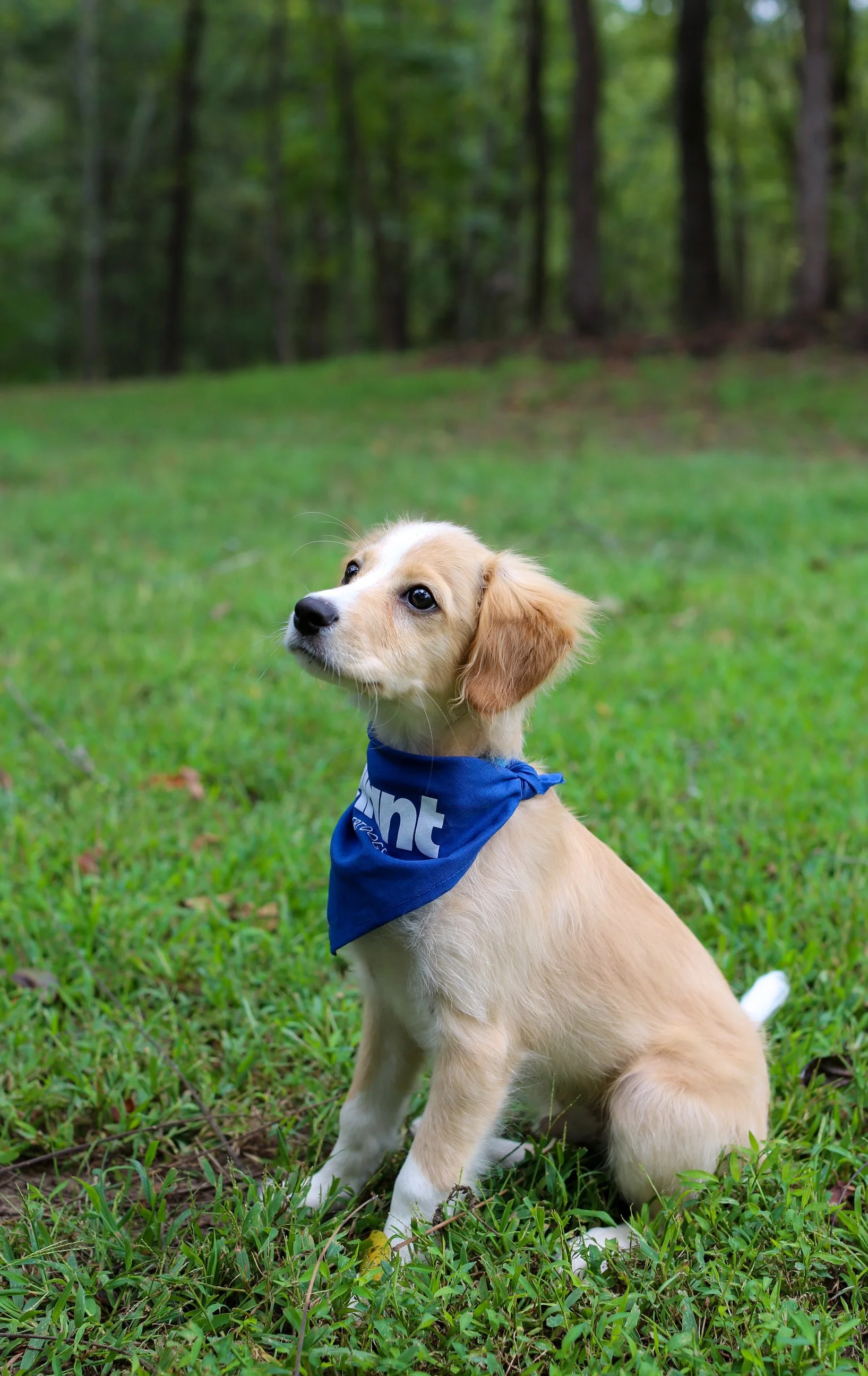 A puppy sitting on green grass with a blue bandana around its neck, looking attentively to the side, with a blurred wooded background.