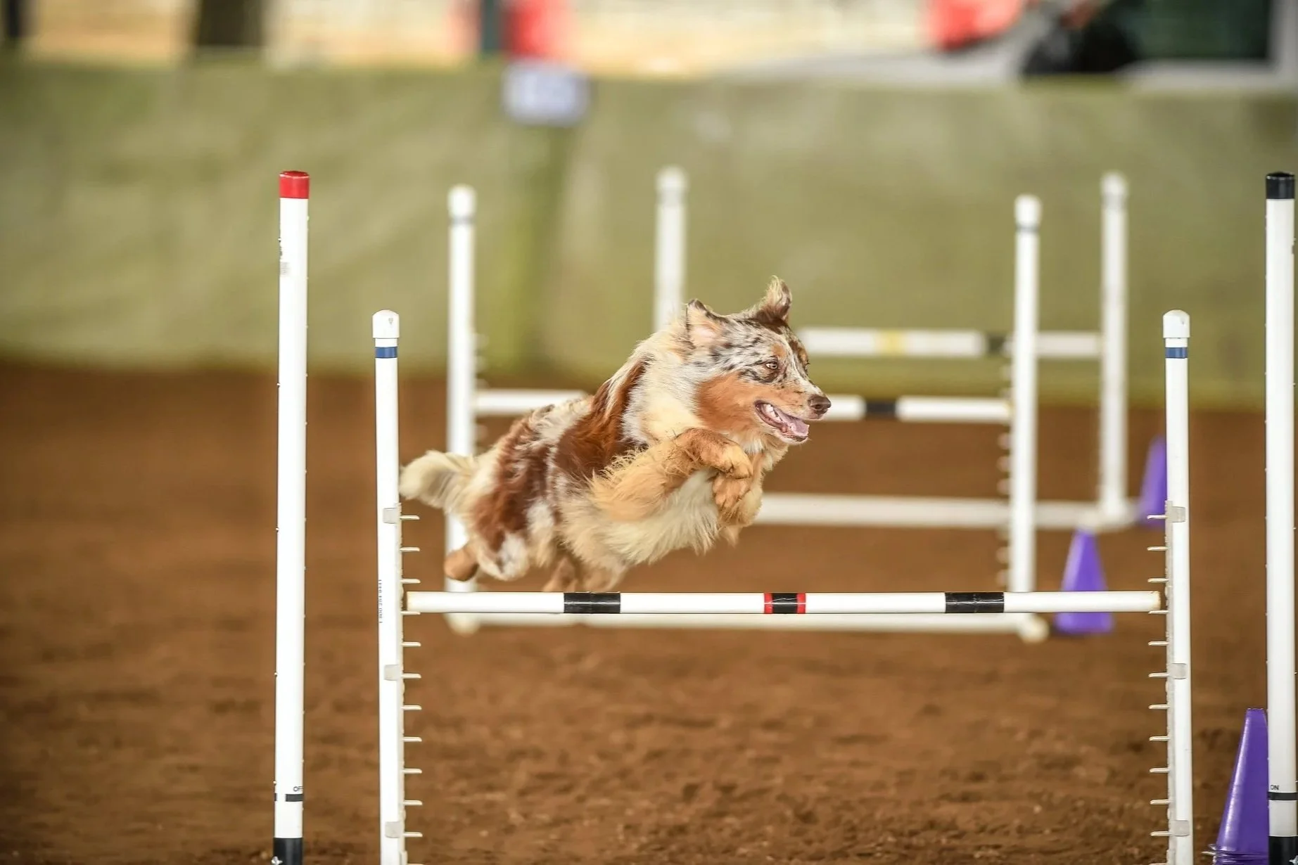 A dog with a merle coat pattern participating in an agility competition, mid-jump over a hurdle on an indoor dirt course.