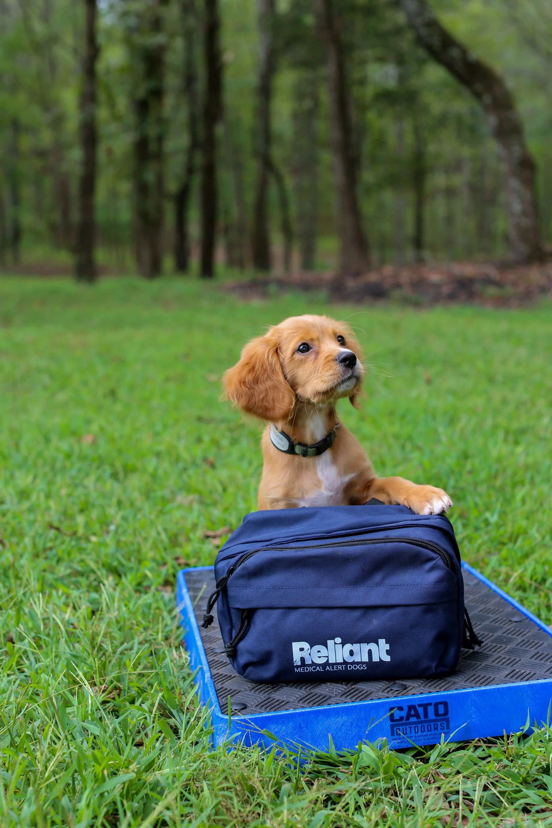 A small brown puppy with floppy ears sitting on a blue rescue crate in a grassy area with a background of trees, next to a blue medical alert dog bag.