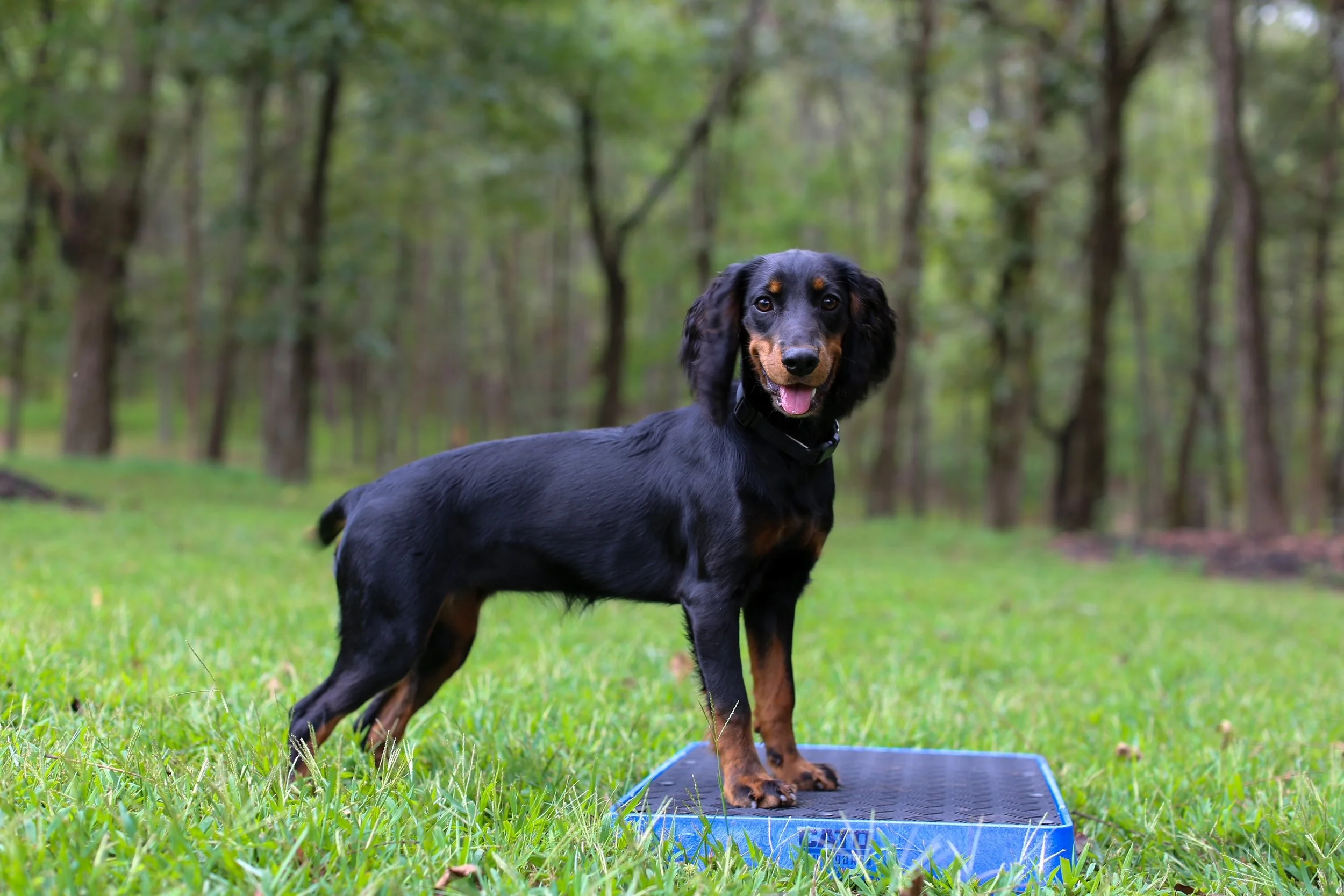 A black and tan dog standing on a blue platform outdoors in a grassy area with trees in the background.