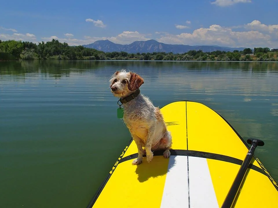boulderreservoirdog-rmp.jpg