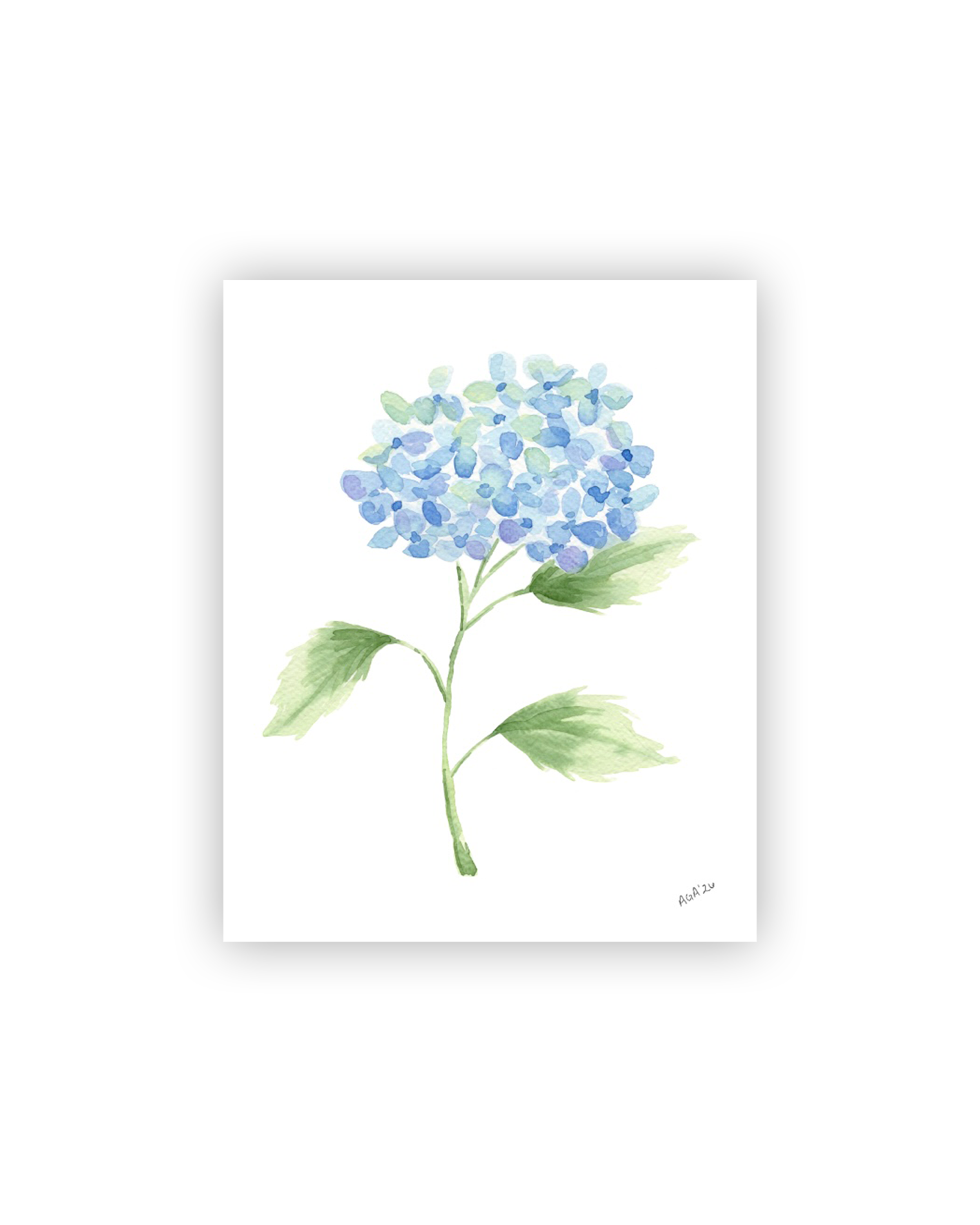 Single Blue Hydrangea