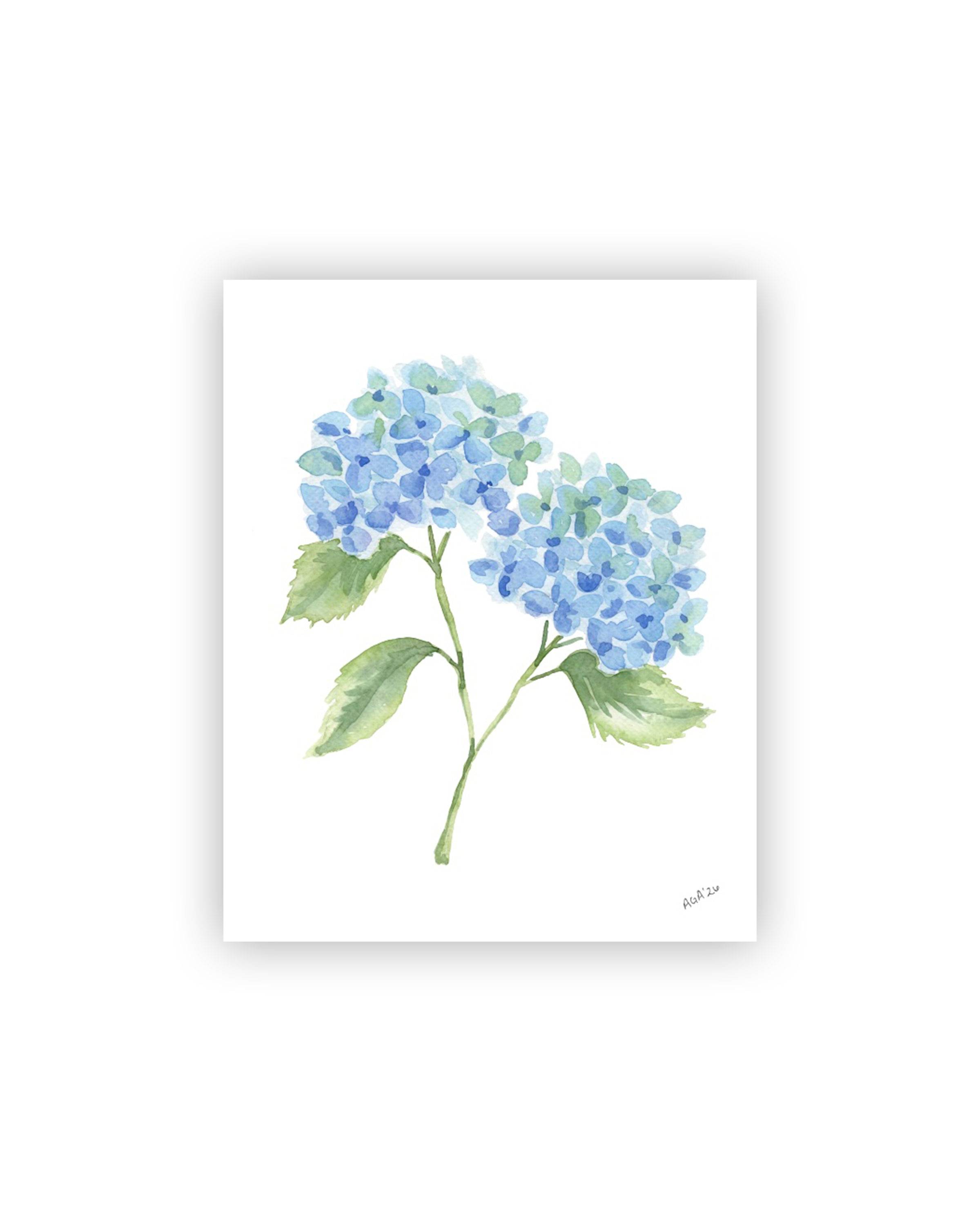 Double Blue Hydrangea