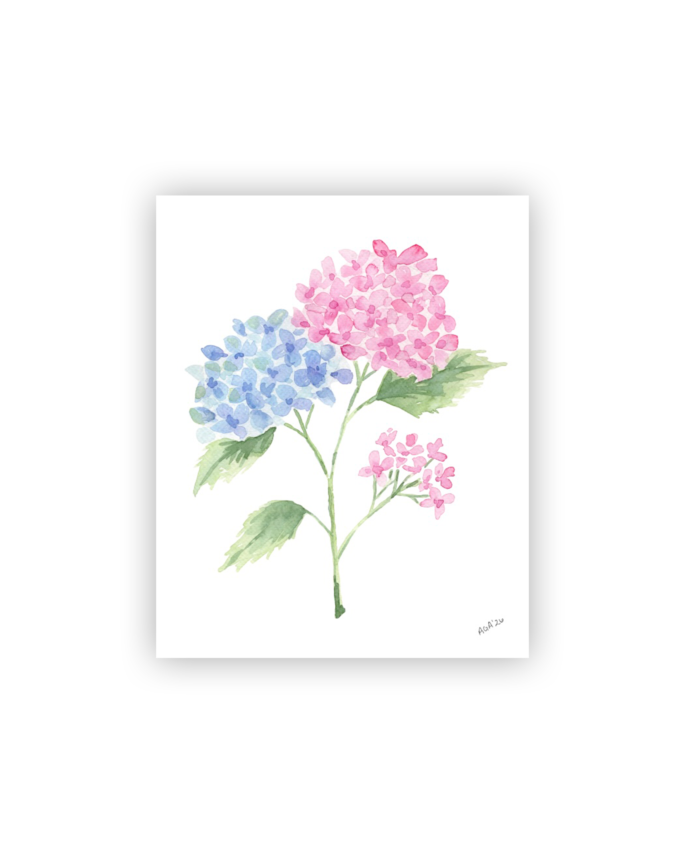 Blue and Pink Hydrangea